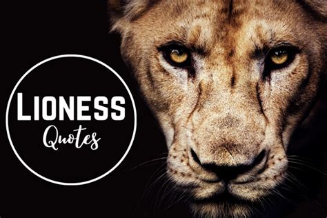 lioness quotes|630+ Lioness Quotes (2024) Hear The Mighty Roar